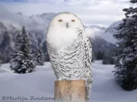 Oehoes [Bubo]